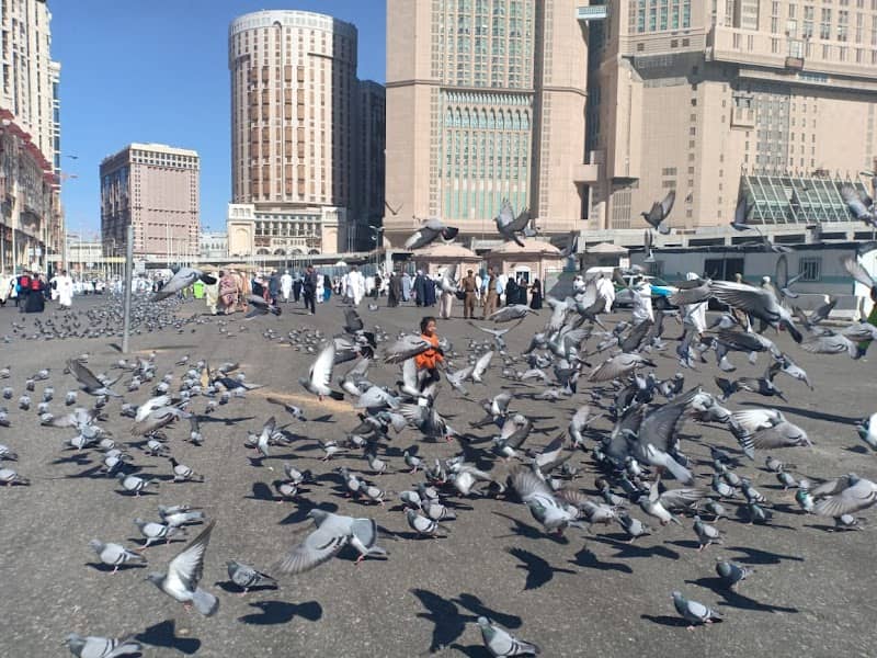 Pigeon Square - Image 2
