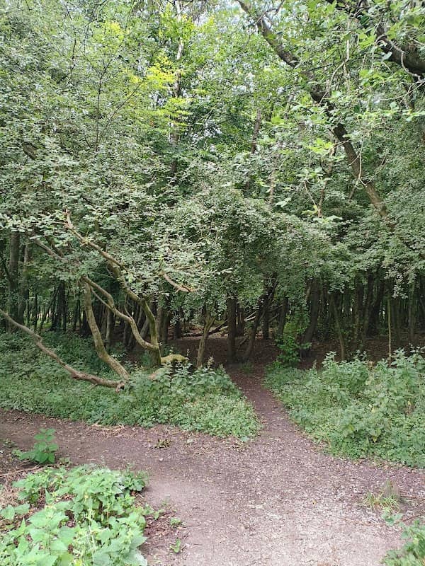 The Moss - Image 2