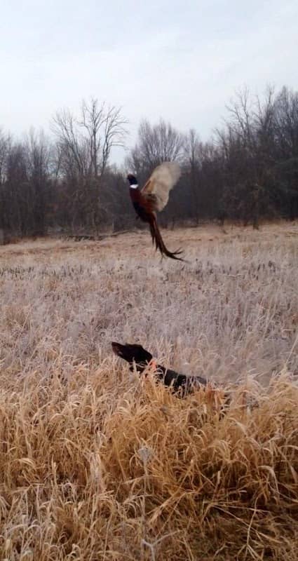Janks Pheasant Farm - Image 1