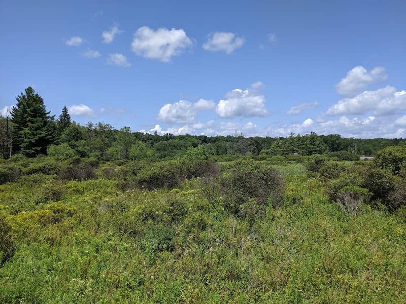 Loch Lynn Heights Wetlands Trail - Image 1