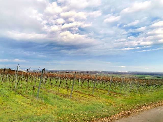 Weinlehrpfad - Image 2