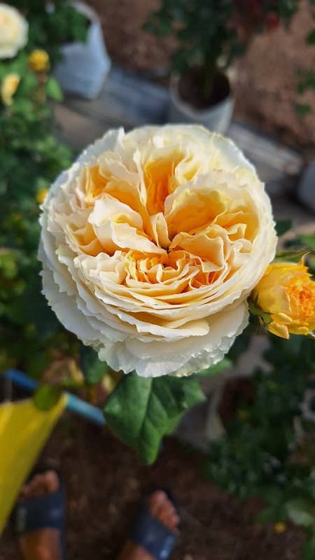 สวนกุหลาบหลังมอ - Image 1