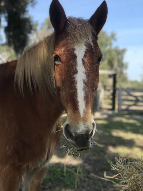 Wagon Trails Ranch Rides by Andalusia Cattle Co - Image 1