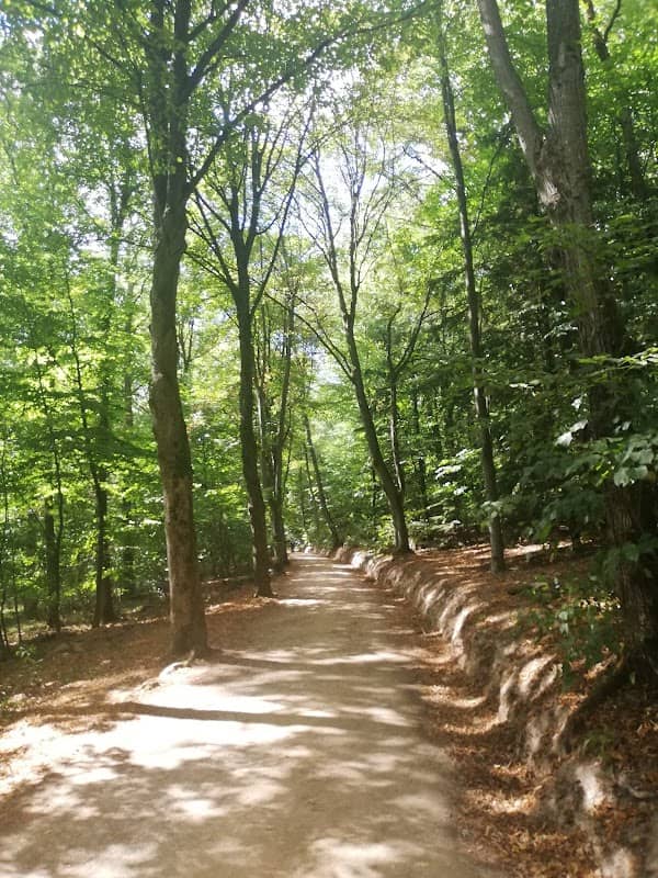 Osteinscher Niederwald - Image 3