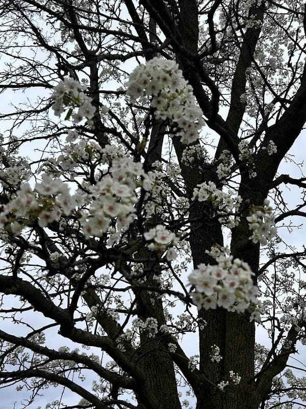 Montgomery Spring Cherry Blossoms Lane - Image 2