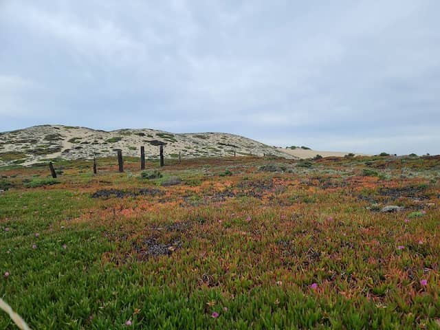 Marina Dunes Preserve - Image 3