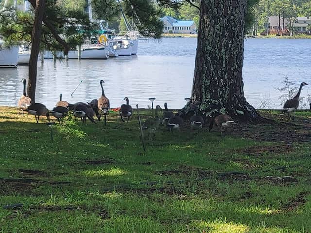 Solace Park - Image 1