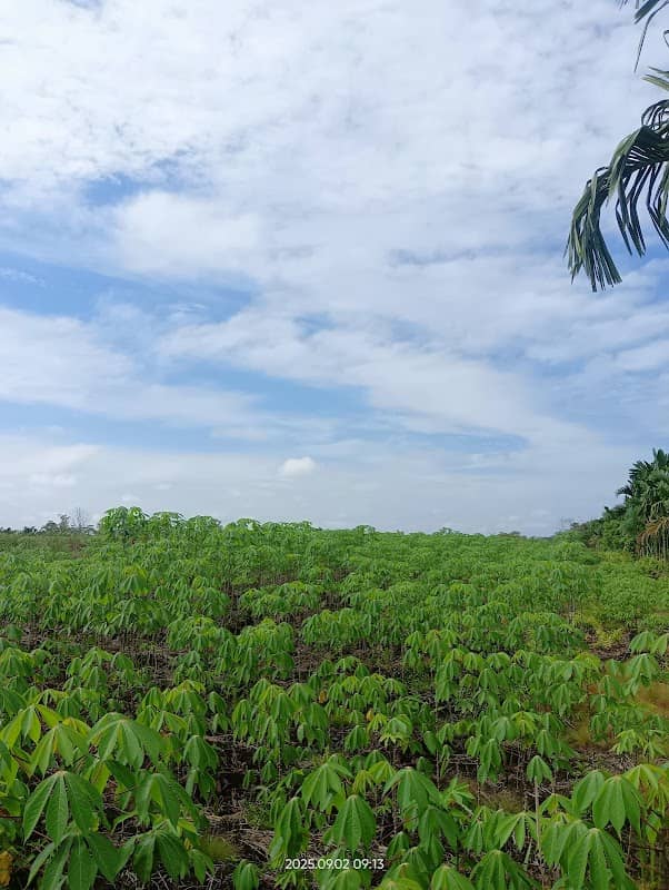 Kebun kepin - Image 1