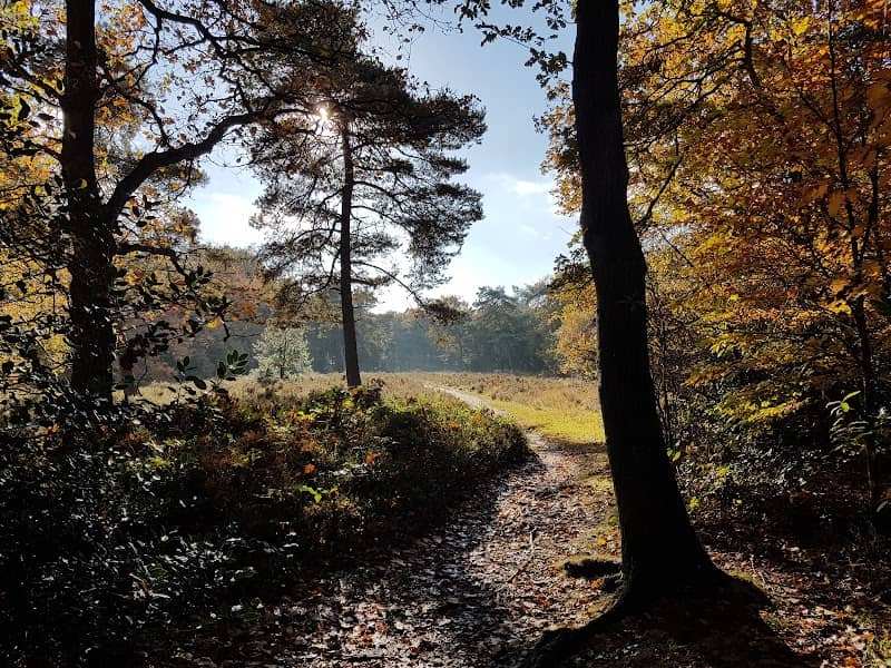 Van Weringsbos - Image 1