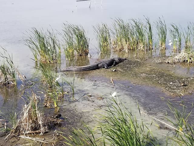 Leonabelle Turnbull Birding Center - Image 2