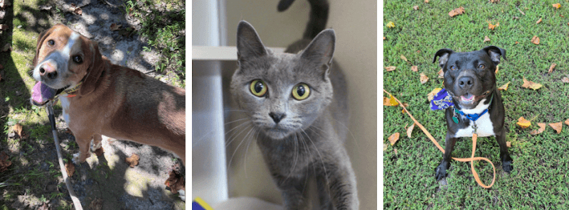 Gloucester-Mathews Humane Society - Image 1