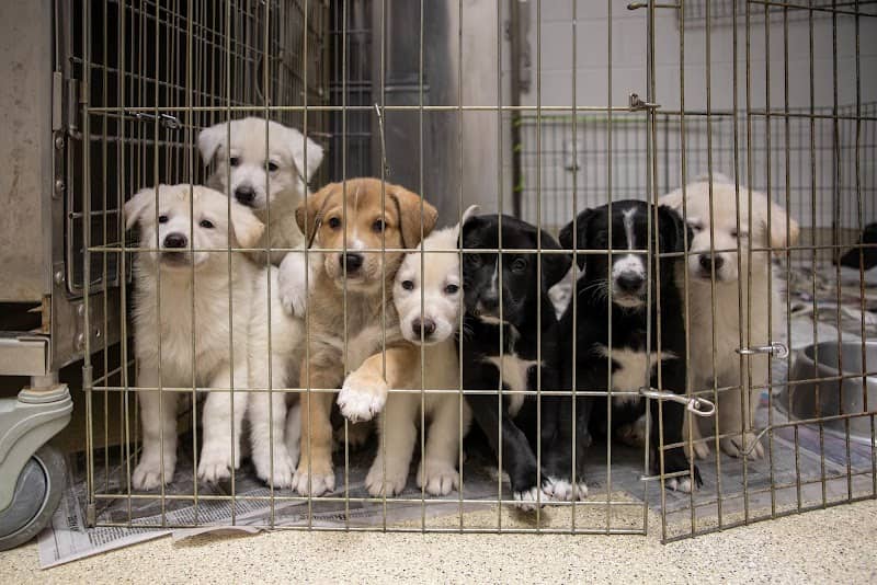 Gloucester-Mathews Humane Society - Image 3