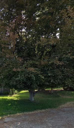 Carrall Park - Image 2