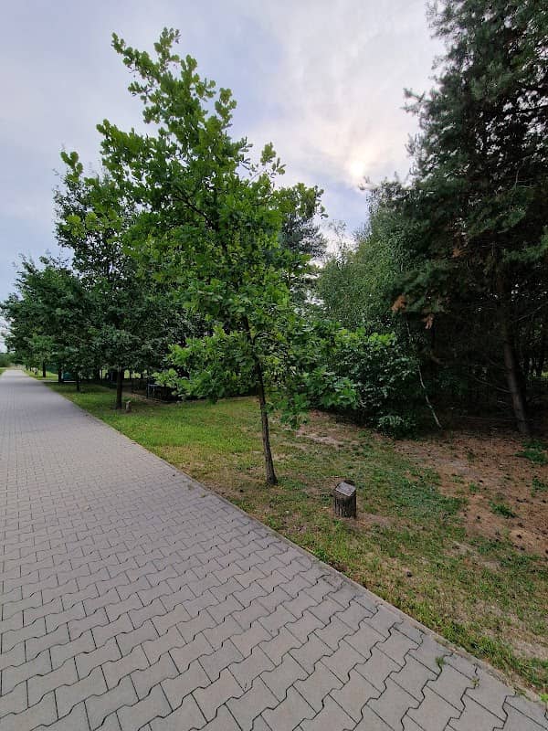 Dąb - Ryszard Kapuściński - Image 1