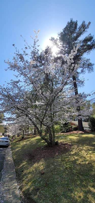 Cherry blooming - Image 1