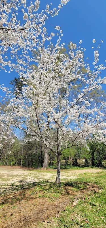 Cherry blooming - Image 2