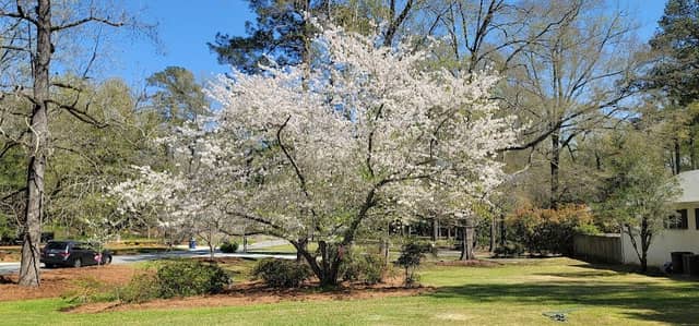 Cherry blooming - Image 3