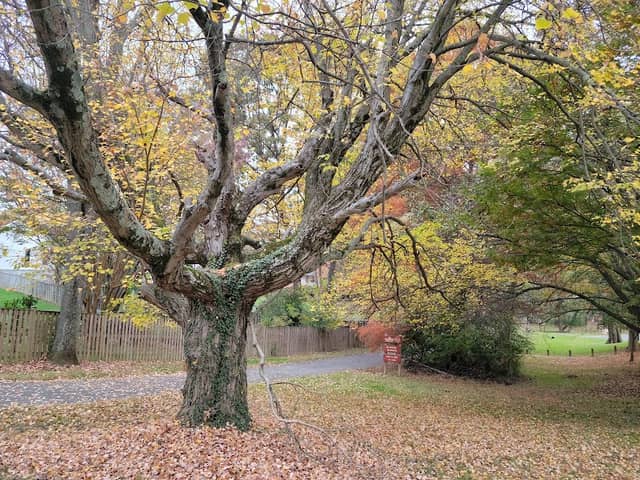 Peterson Lane Park - Image 2