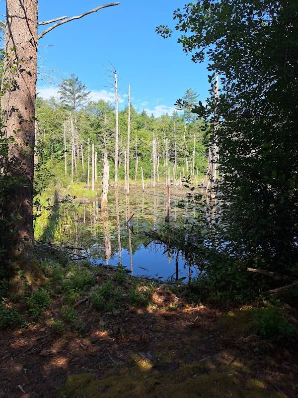 Erving State Forest - Image 2
