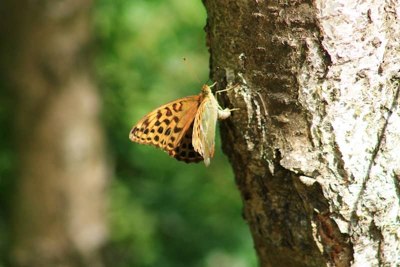 Morkery Wood - Image 1