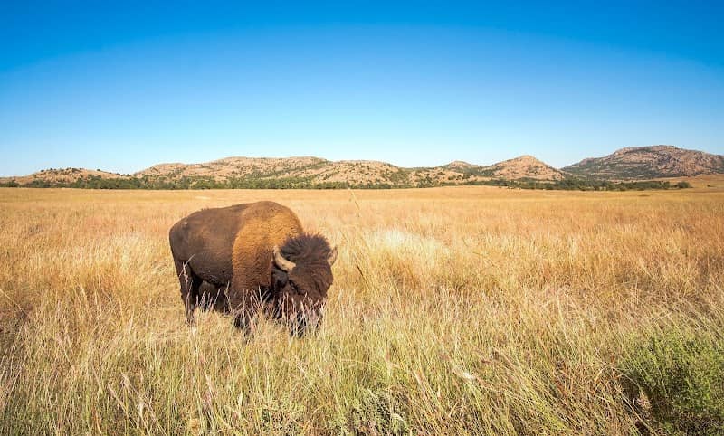 Wichita Mountains Wildlife Refuge - Image 2