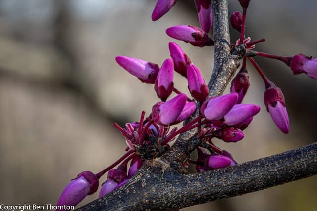 Southern Adventist University Arboretum - Image 1