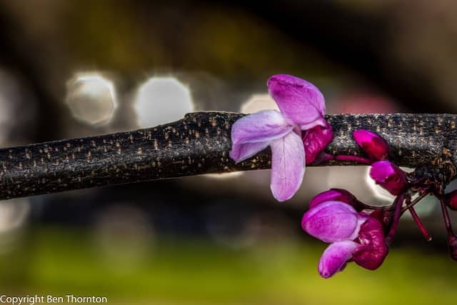 Southern Adventist University Arboretum - Image 2