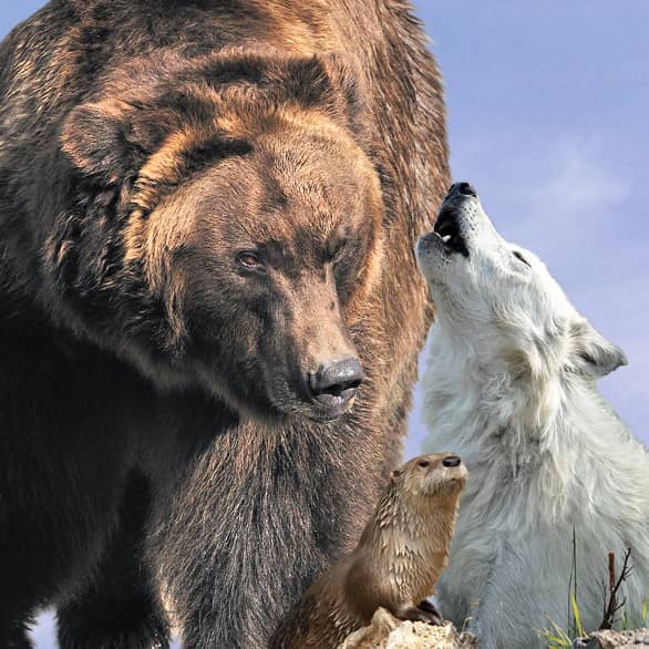 Grizzly & Wolf Discovery Center - Image 2