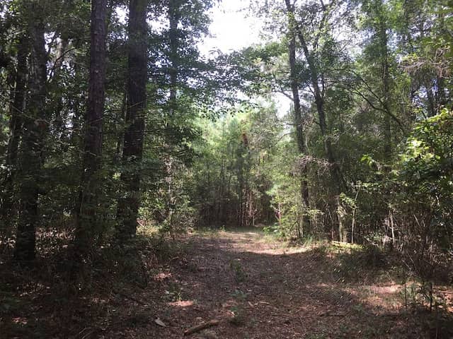 Black Creek Trailhead - Fairley Bridge Landing - Image 2