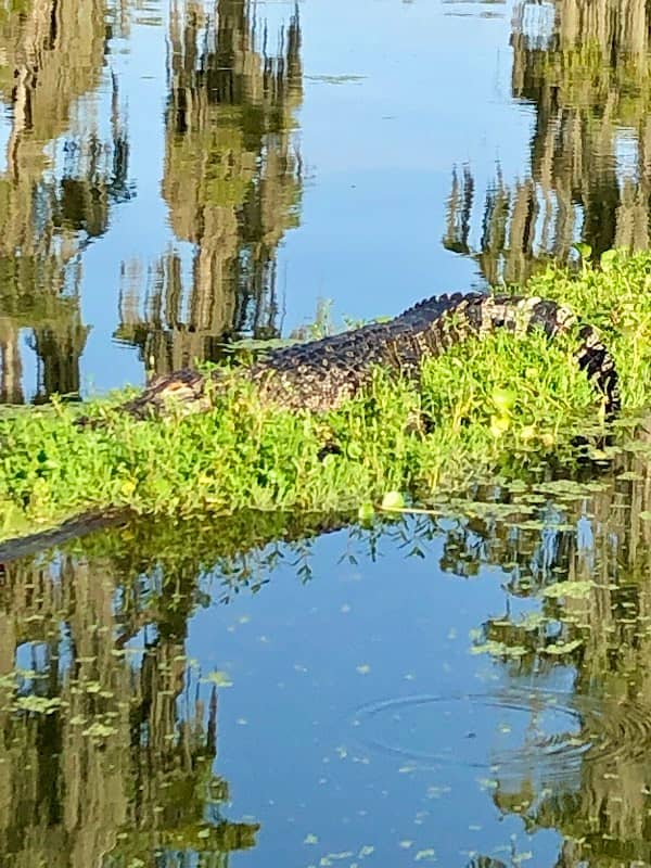 Lake Martin, LA - Image 2