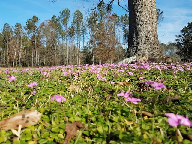 Gloster Arboretum - Image 1