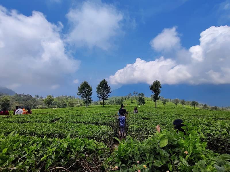 Tea plantation - Image 1