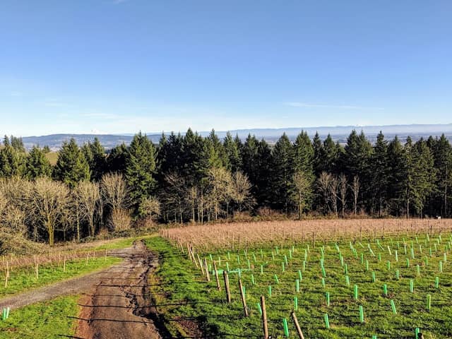 Torii Mor Winery - Image 3