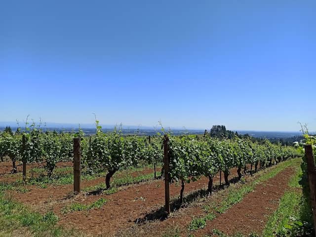 Torii Mor Winery - Image 2