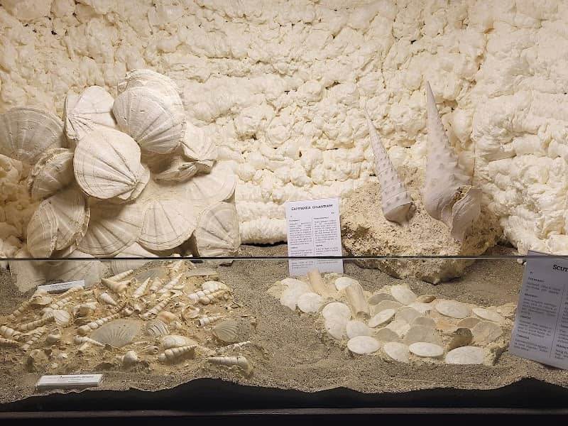 Museum of Natural History - Image 1