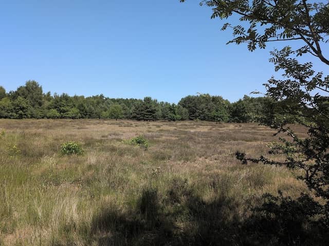 Sandtrockenrasen Achim - Image 1