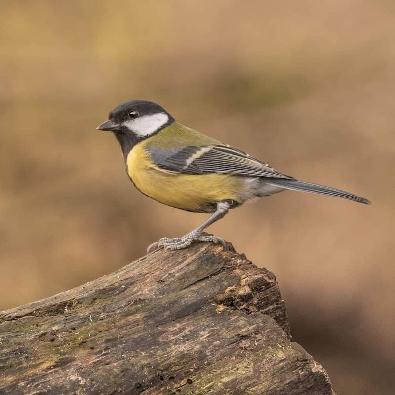 Burtonwood Nature Park - Image 2
