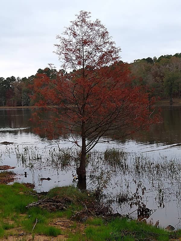 Iron Lake - Image 2