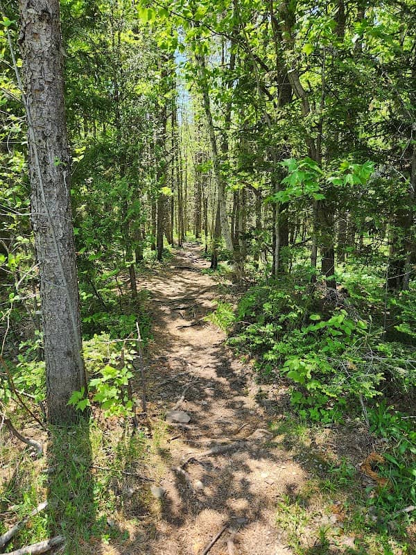 UNB Woodlot - Image 1