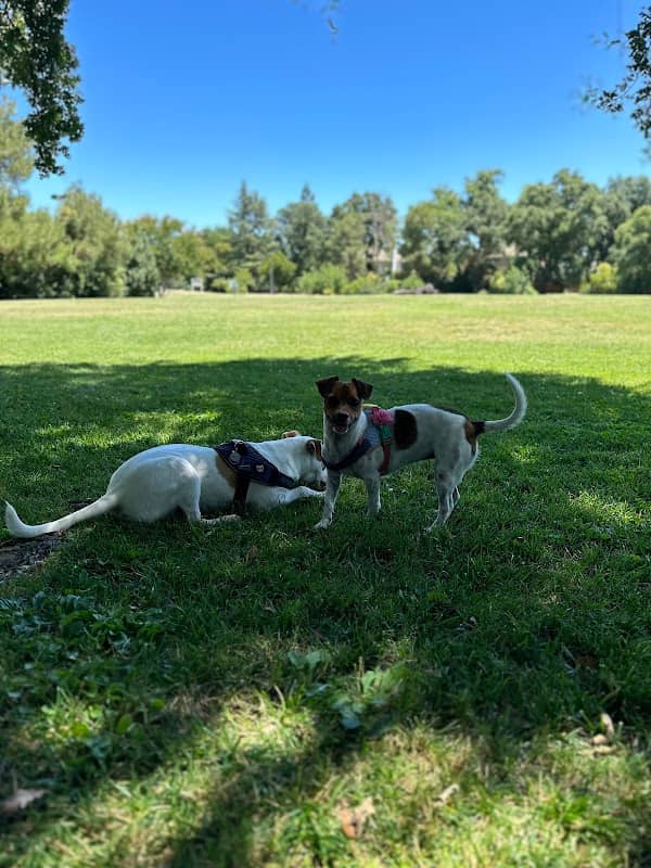 Walnut Park Unfenced Offleash Dog Area - Image 1