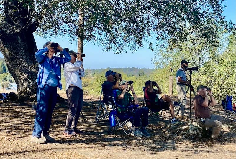 Turkey Vulture Watch Site - Image 1