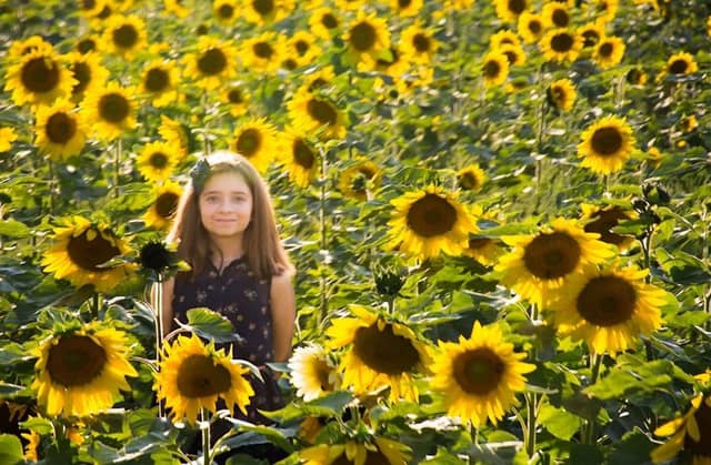Sussex County Sunflower Maze - Image 2