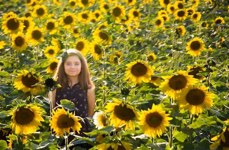 Sussex County Sunflower Maze - Image 1