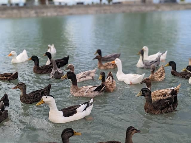 Duck Pond - Image 2
