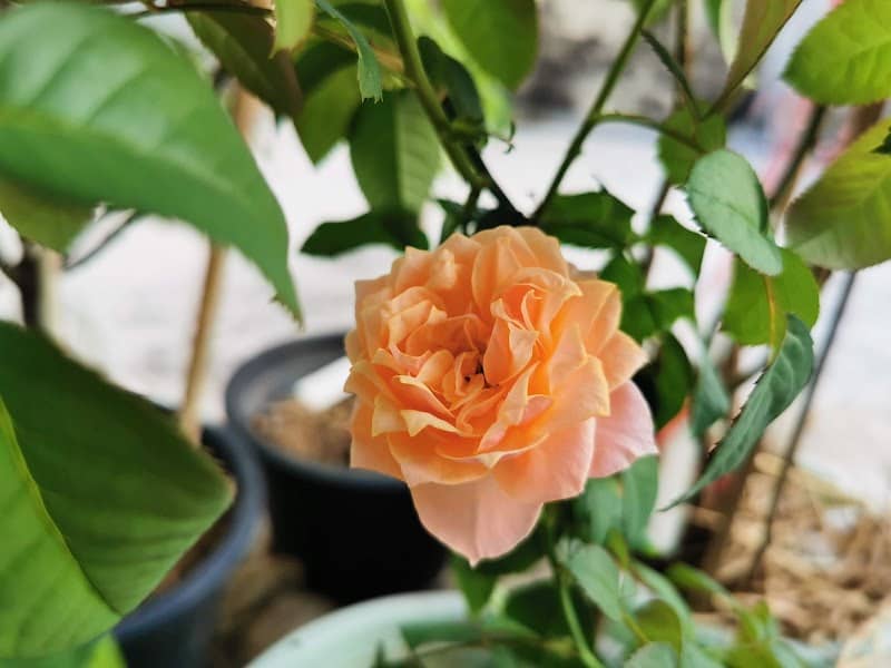 Archi's Garden (สวนของอาชิ) - Image 2