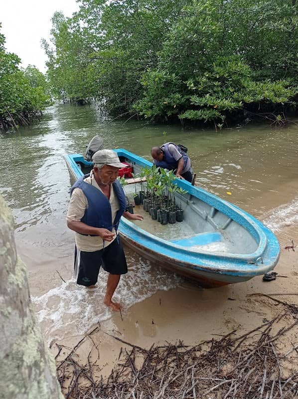 Mangrove Bintan Lestari Conservation - Image 1