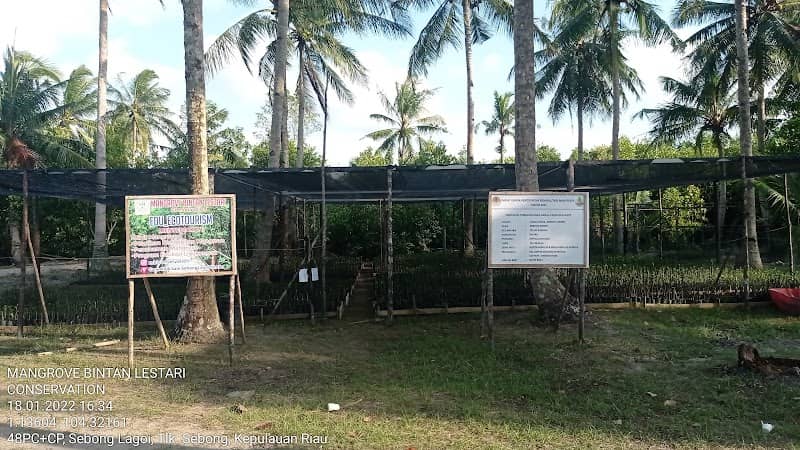 Mangrove Bintan Lestari Conservation - Image 3