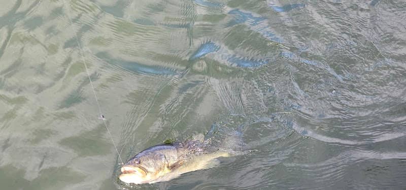 South fishing pier - Image 2