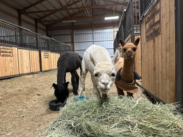 Carbon County Fairgrounds Horse Barn - Image 2
