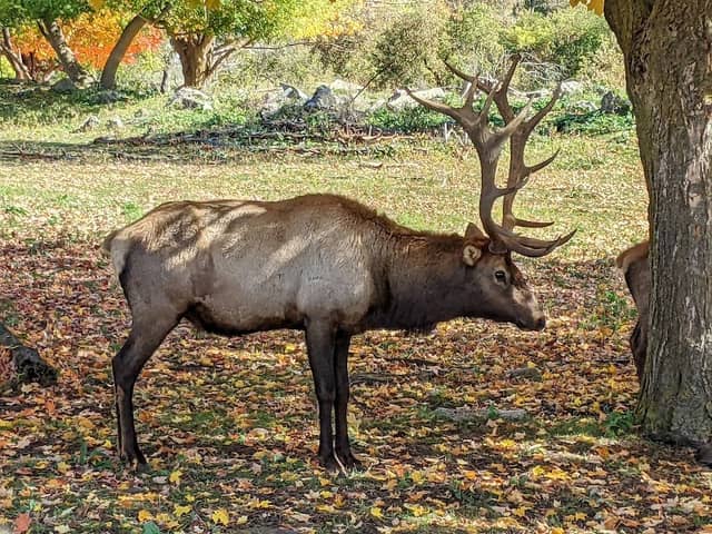 Gaylord's City Elk Park - Image 2